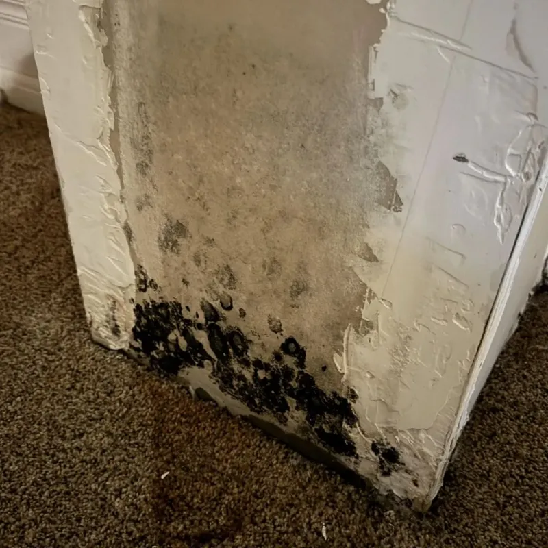 Professional Mold Removal in Cobb, CA
